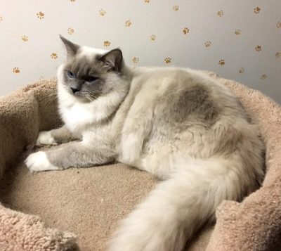 CFA Champion BeachCityRags Clyde of RagBencher -Blue Mitted