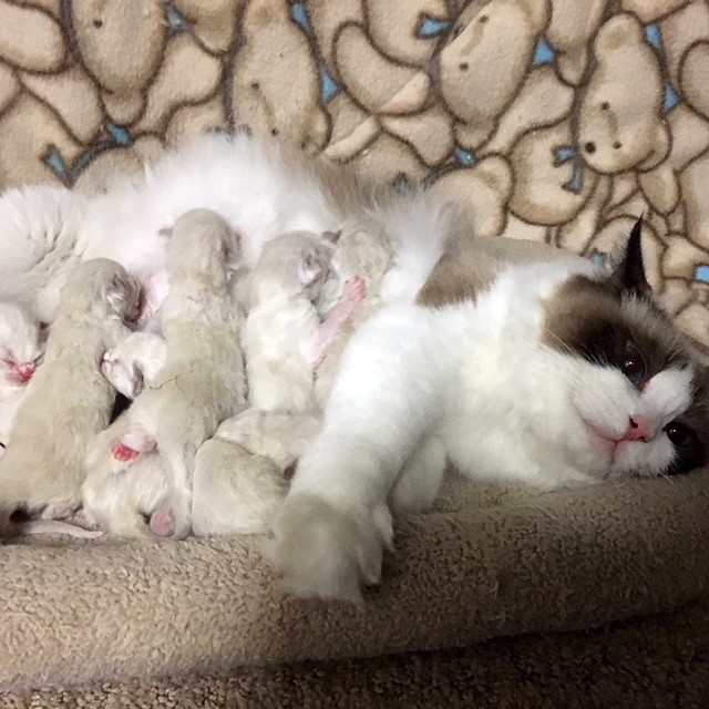 ragbencher ragdolls