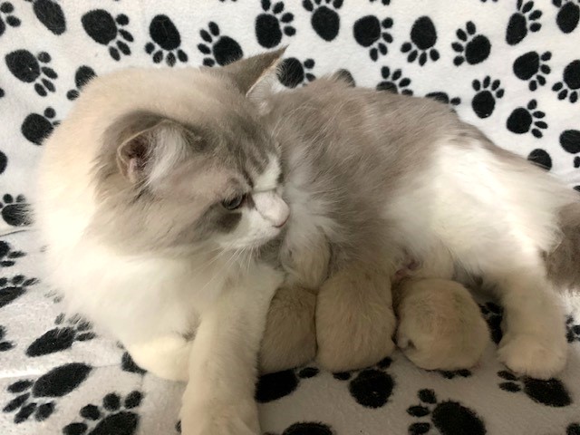 ragbencher ragdolls