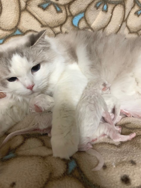 ragbencher ragdolls