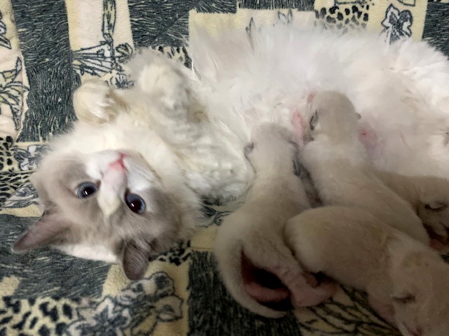 ragbencher ragdolls
