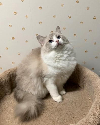 ragbencher ragdolls