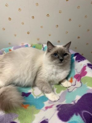 Stardolls Mazie of Ragbenchers, Blue Point Mitted