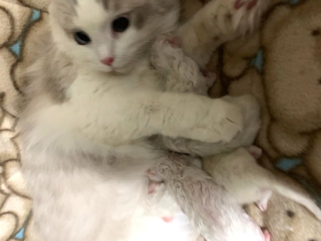 ragbencher ragdolls