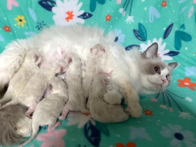 ragbencher ragdolls