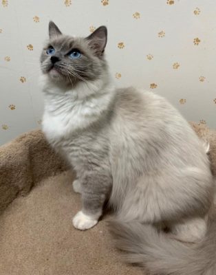 Stardolls Mazie of Ragbenchers, Blue Point Mitted