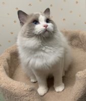 Available Ragdoll Kittens CA