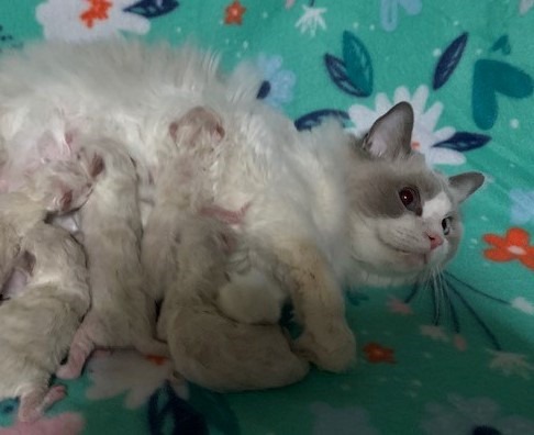 Ragdoll Available Kittens San Diego CA | RAGBENCHER Ragdolls