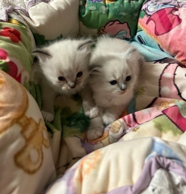 Ragdoll Available Kittens San Diego CA RAGBENCHER Ragdolls