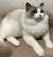 Available Ragdoll Kittens CA