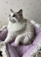 Available Ragdoll Kittens CA