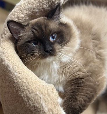 Available Ragdoll Kittens CA