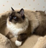 Available Ragdoll Adult CA