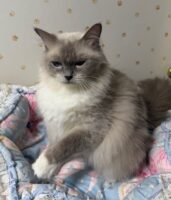 Available Ragdoll Kittens CA