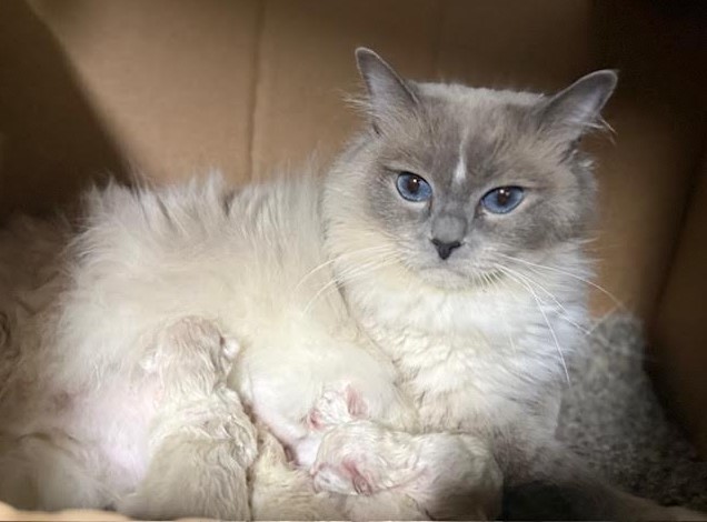 Available Ragdoll Kittens CA