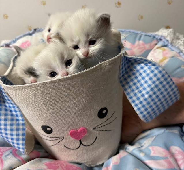 Available Ragdoll Kittens CA