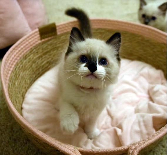 Available Ragdoll Kittens CA