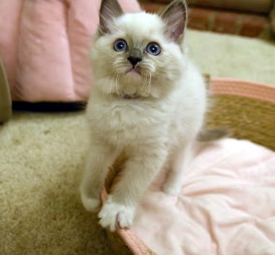Available Ragdoll Kittens CA