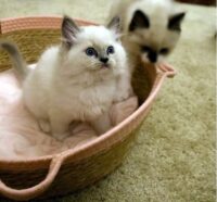 Available Ragdoll Kittens CA