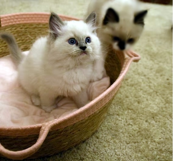 Available Ragdoll Kittens CA