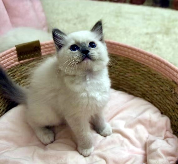 Available Ragdoll Kittens CA