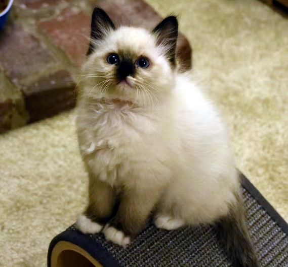 Available Ragdoll Kittens CA