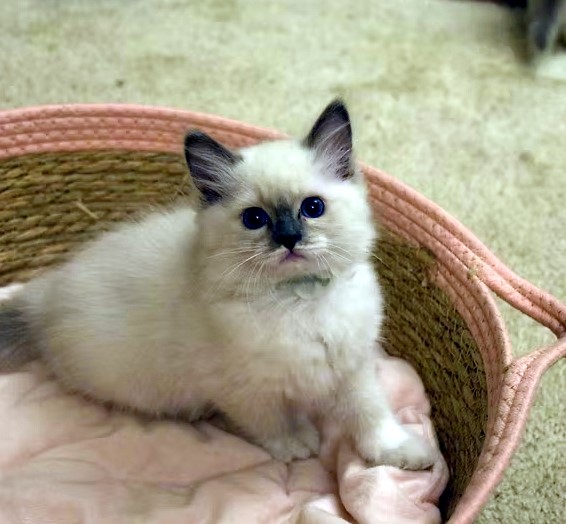 Available Ragdoll Kittens CA