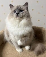 Available Ragdoll Kittens CA
