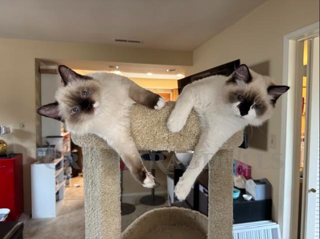 Available Ragdoll Kittens CA