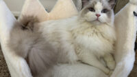 Available Ragdoll Kittens CA