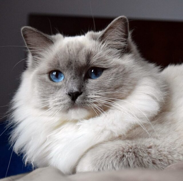 Available Ragdoll Kitten CA