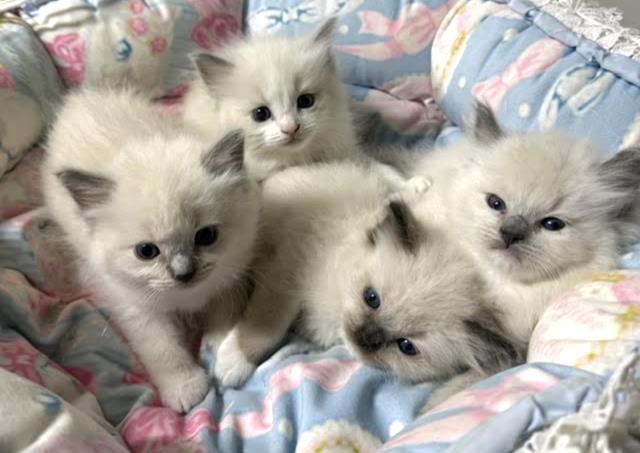 Available Ragdoll Kittens CA